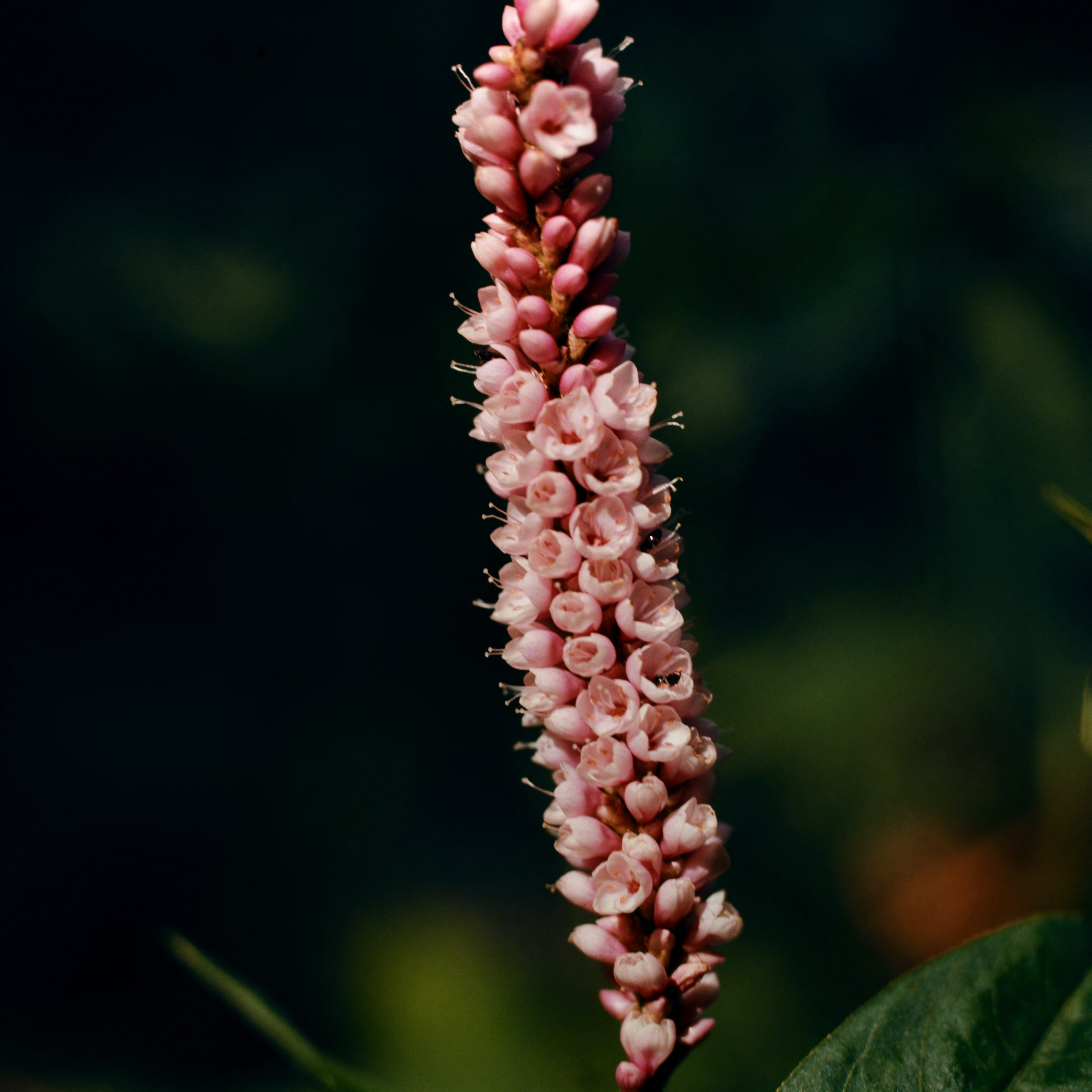 pink smartweed